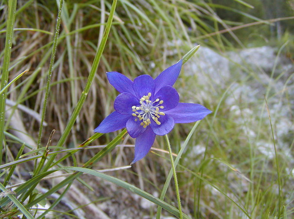  Image name: aquilege vulgaris4.jpg 
 width: 605 pixel 
 height: 450 pixel 
 Size: 85713 bytes 
 Click to enlarge 